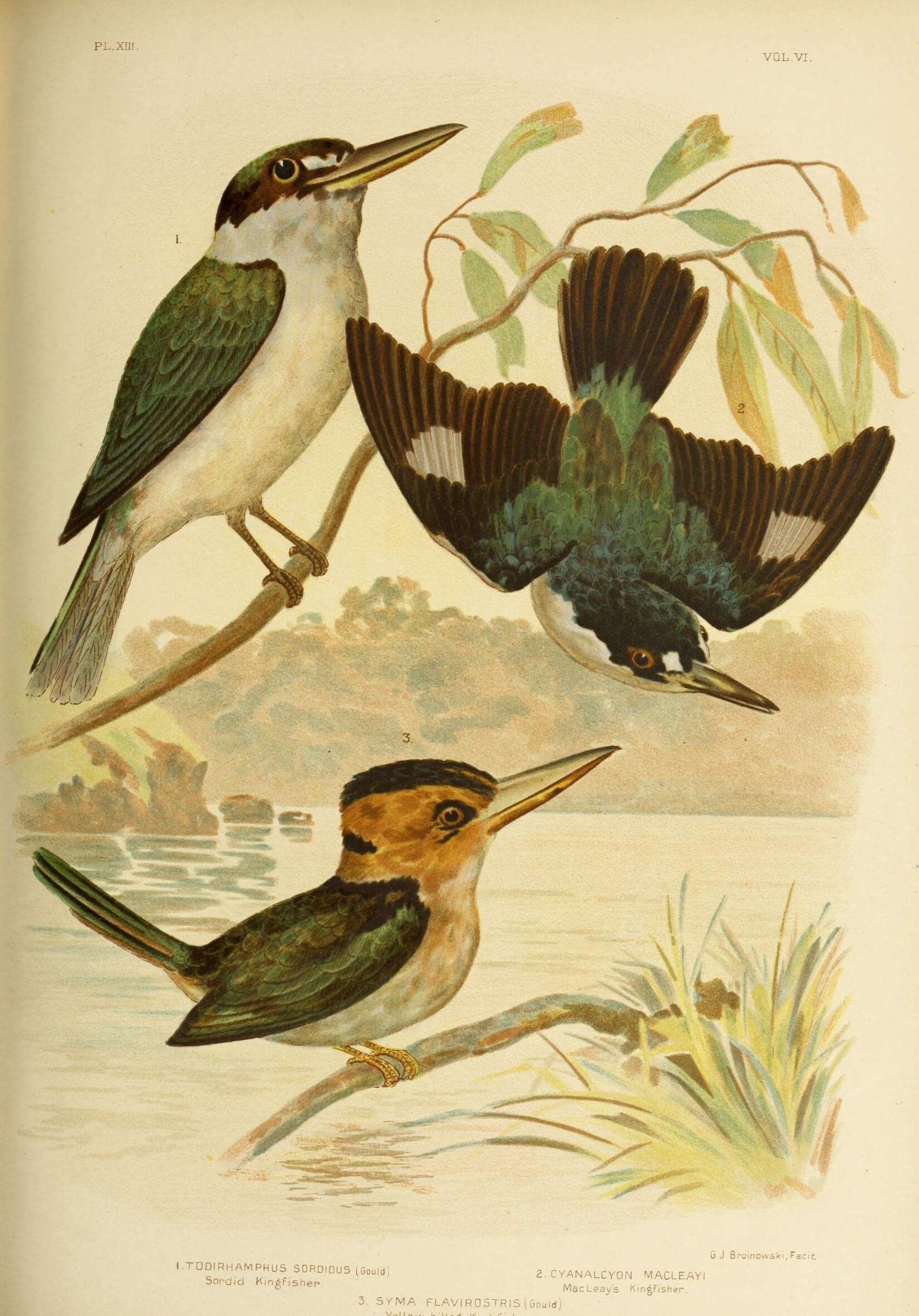 Image of Forest Kingfisher