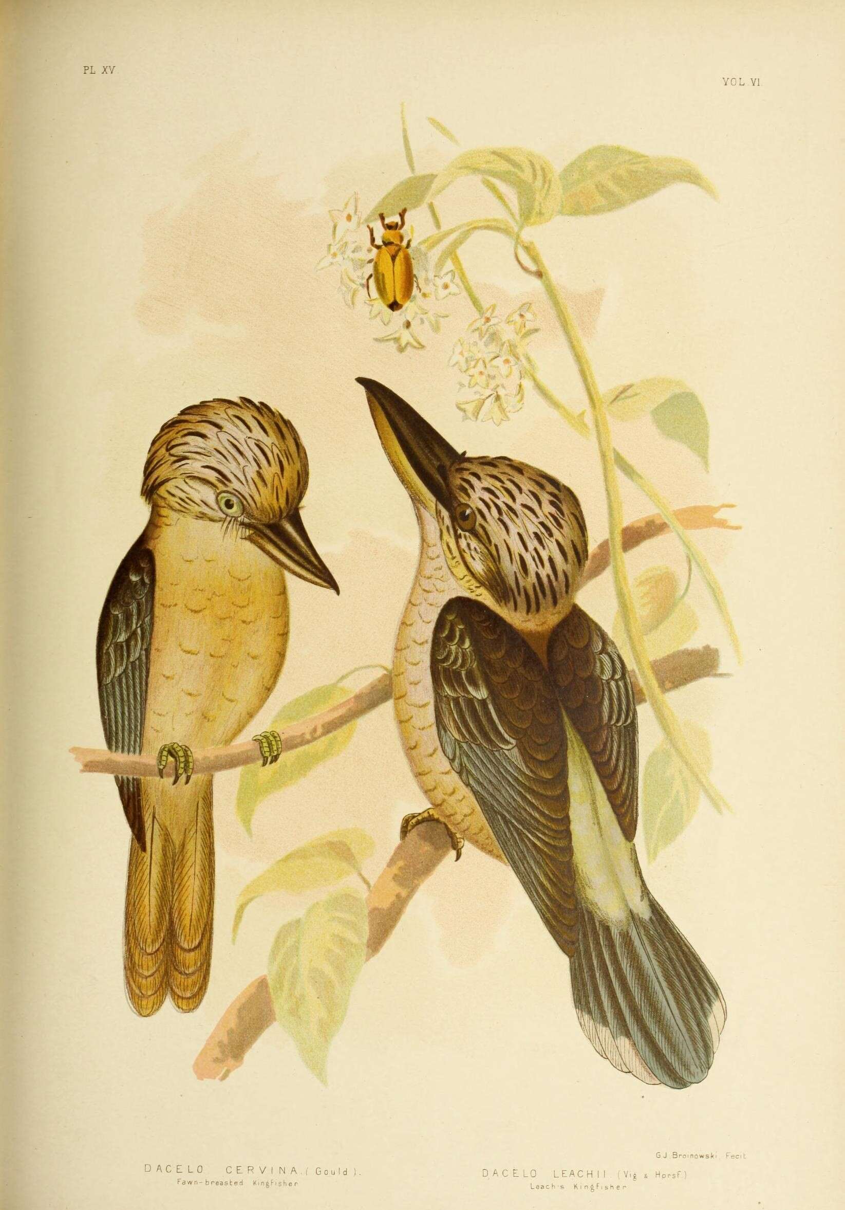 Imagem de Dacelo leachii Vigors & Horsfield 1827