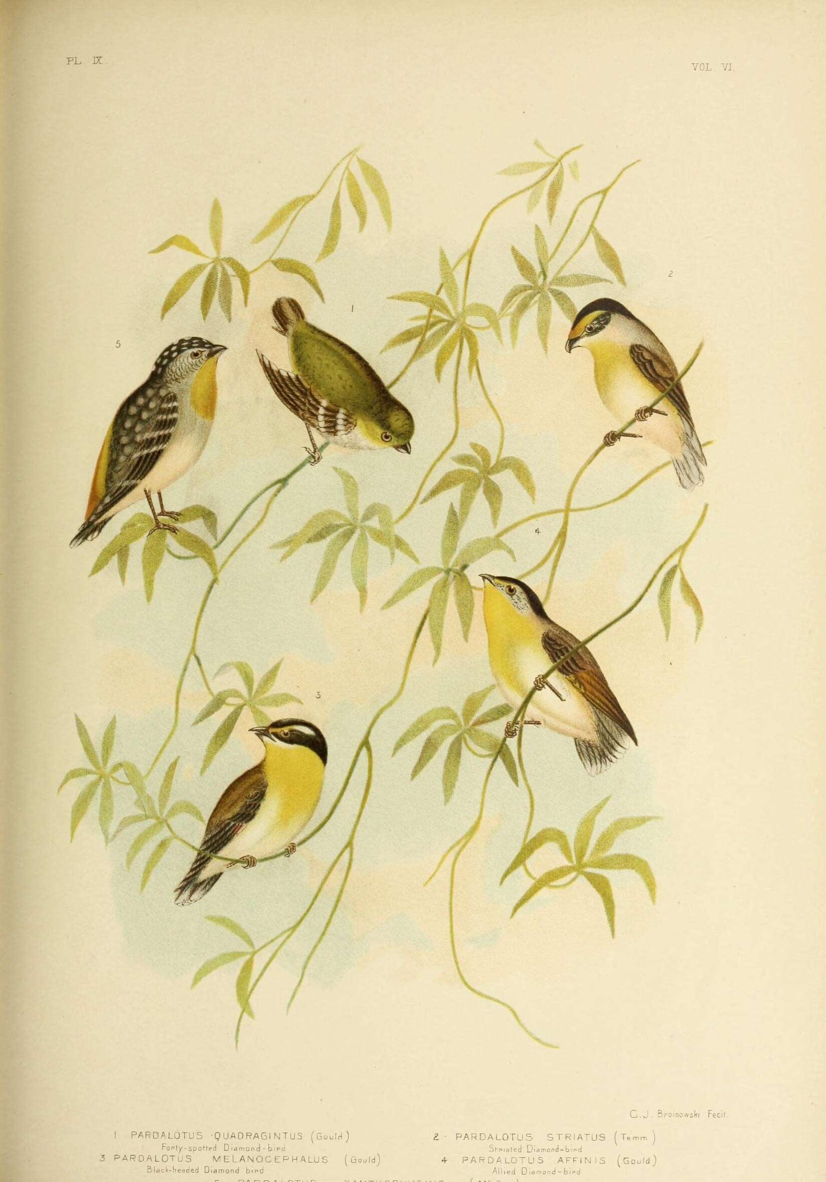 Imagem de Pardalotus quadragintus Gould 1838