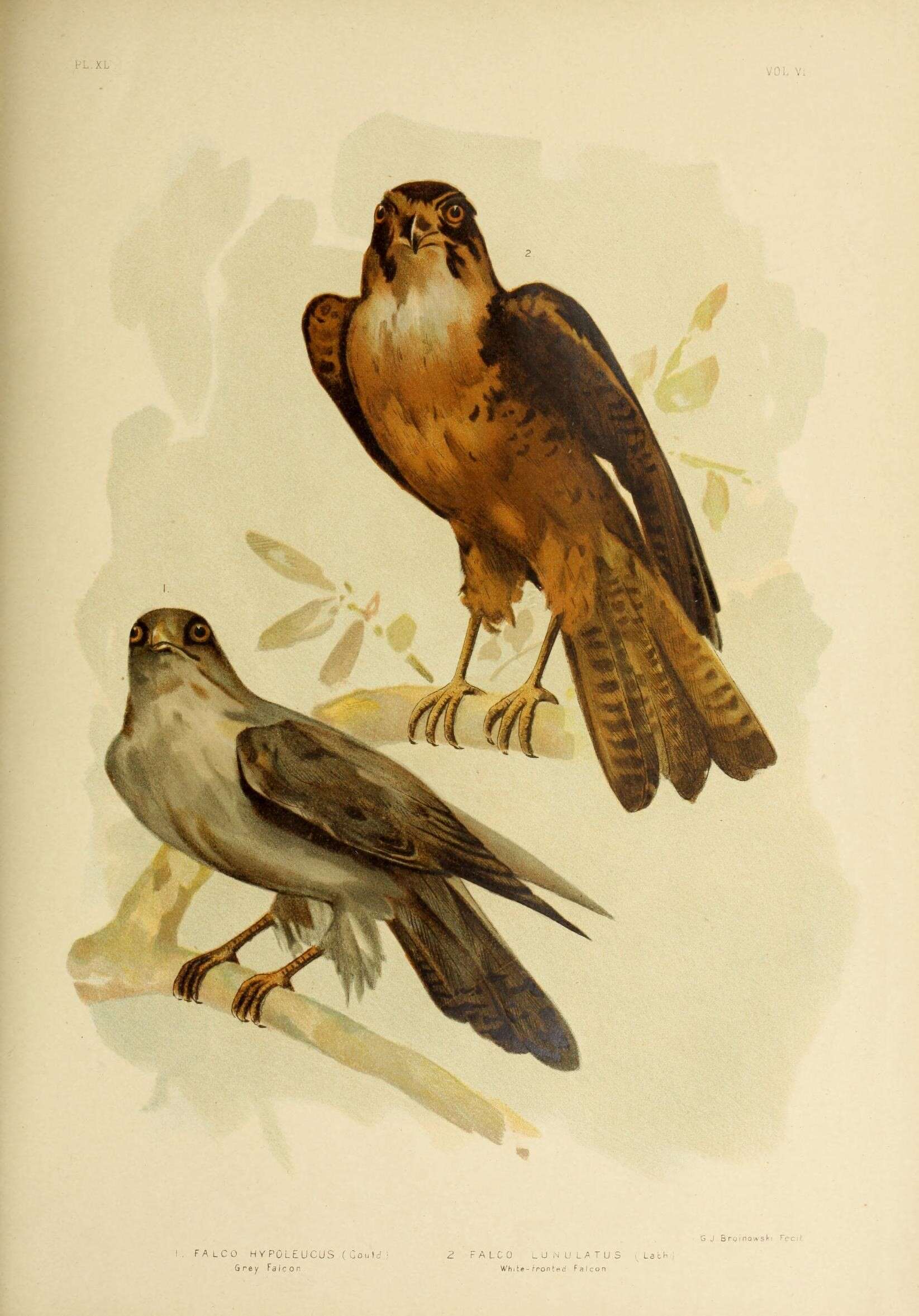 Falco hypoleucos Gould 1841 resmi