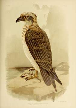 Image of Eastern Osprey