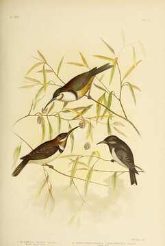 Plancia ëd Acanthorhynchus Gould 1837