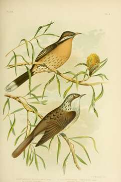 صورة Acanthagenys Gould 1838