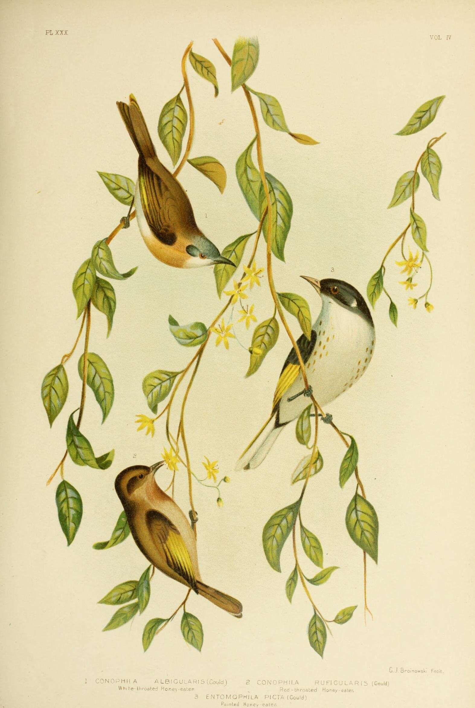 Image of Rufous-banded Honeyeater