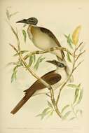 صورة Philemon corniculatus (Latham 1790)