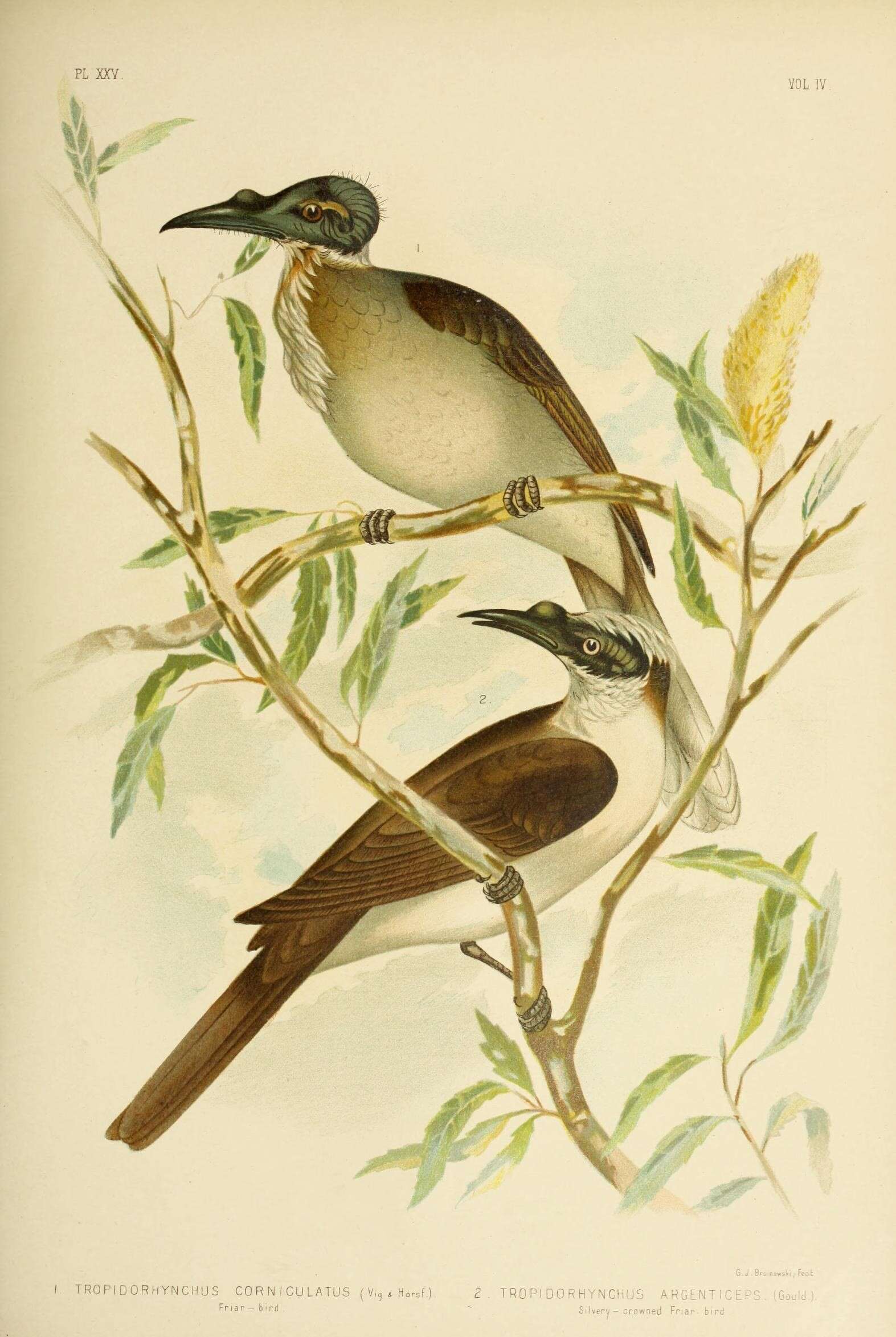 صورة Philemon corniculatus (Latham 1790)