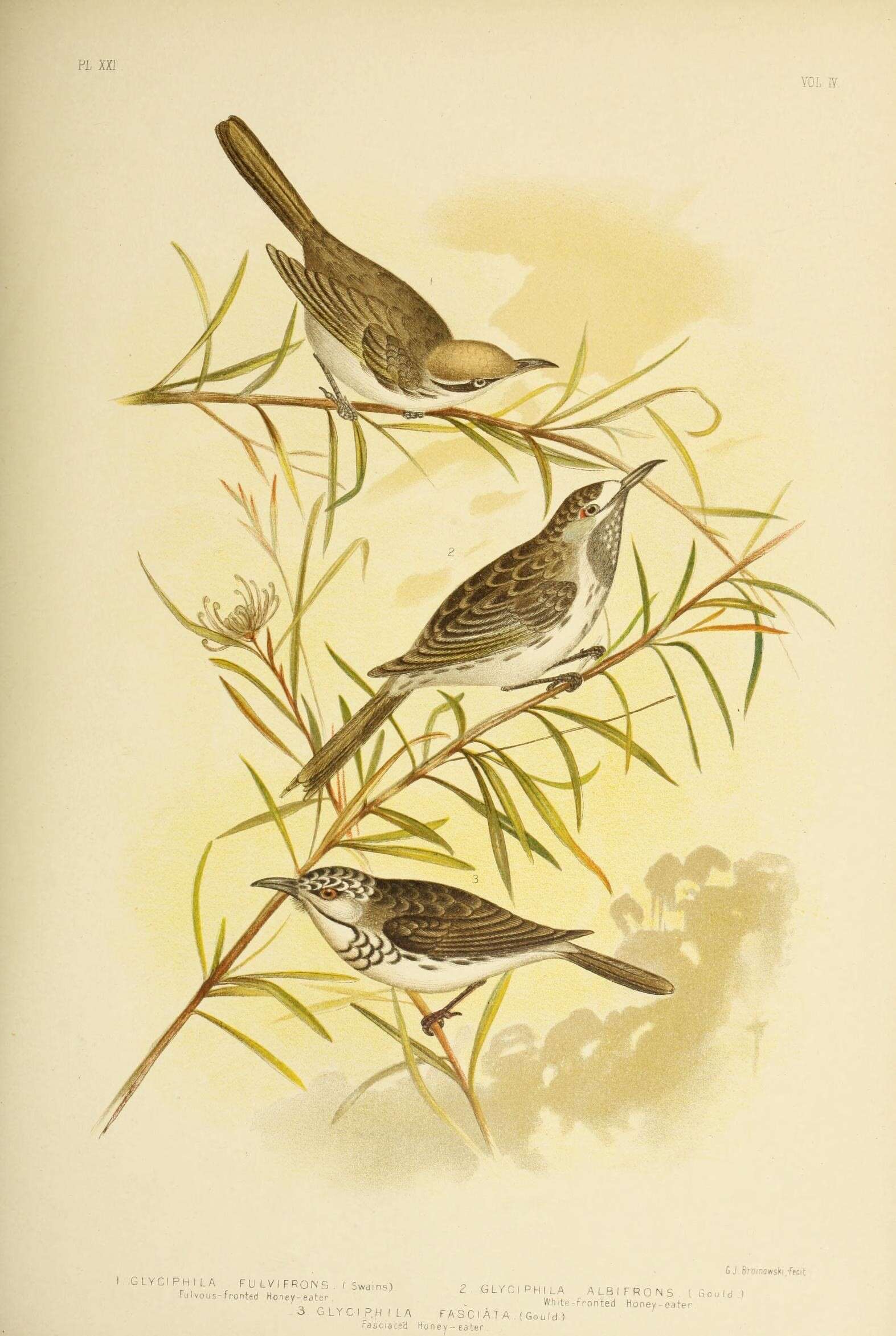 Image of Gliciphila Swainson 1837