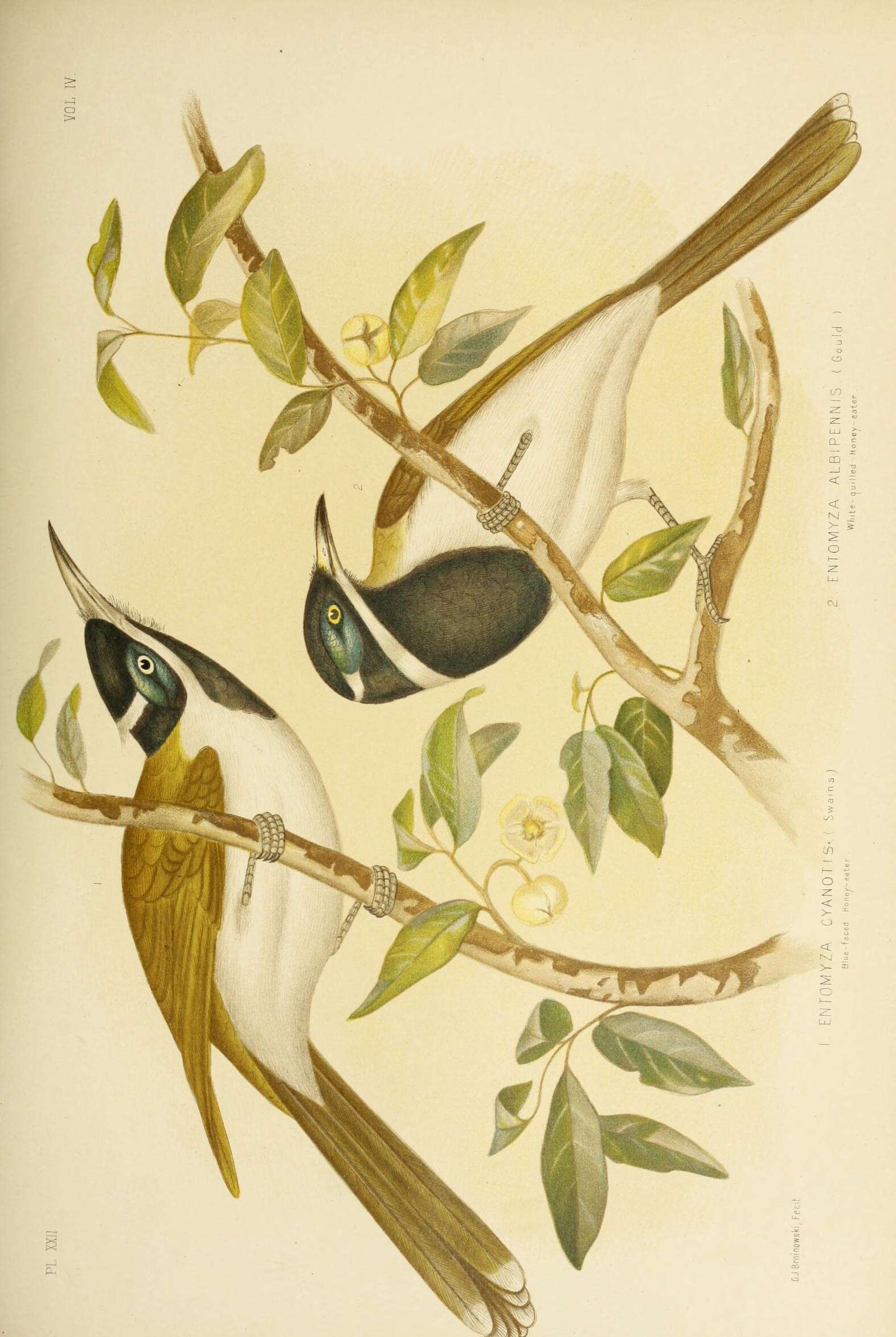 Image of Entomyzon Swainson 1825