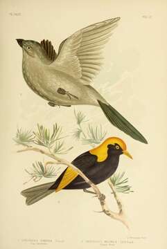 Image of Struthidea Gould 1837