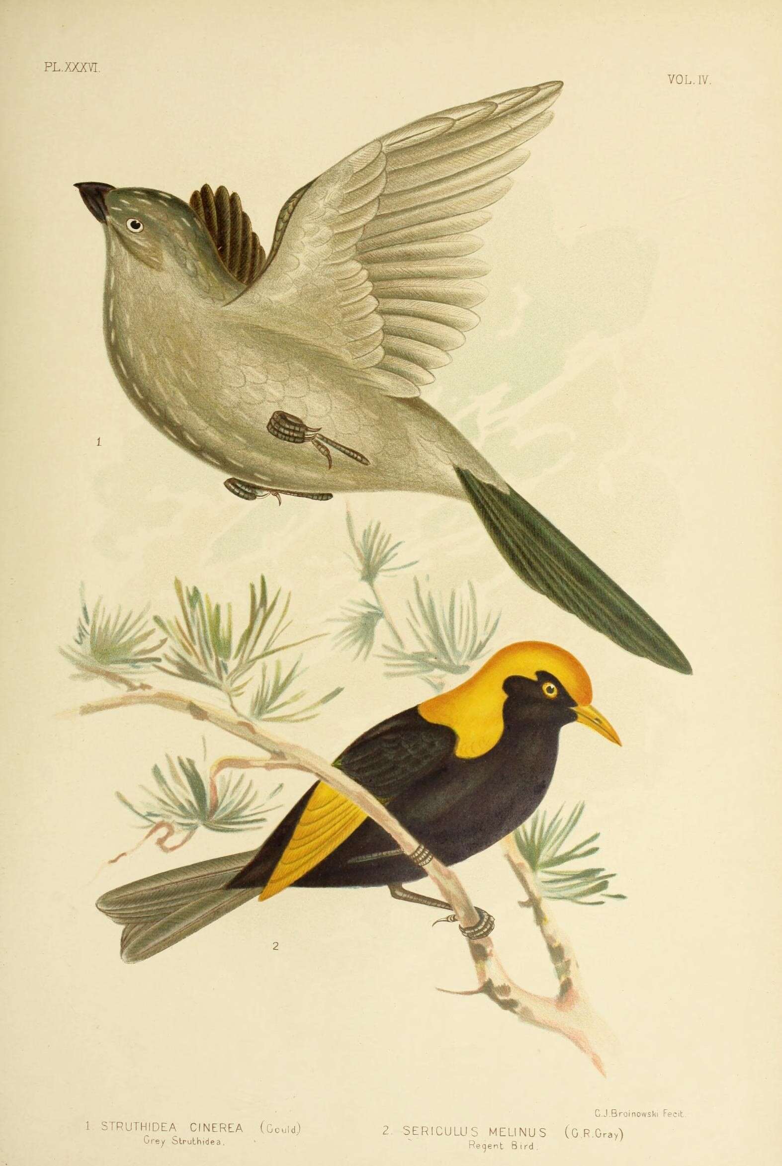 Image de Struthidea Gould 1837