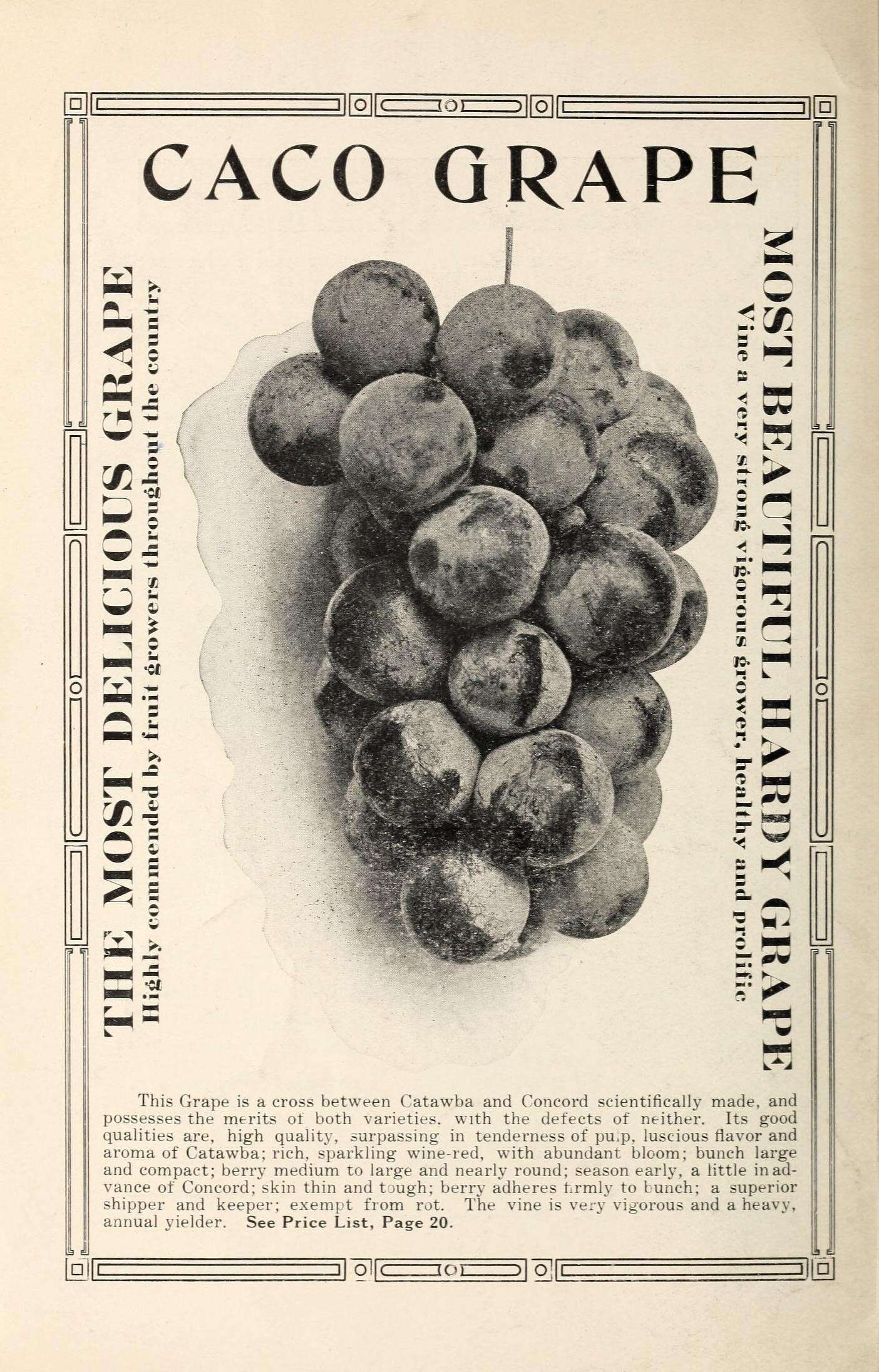 Image of fox grape
