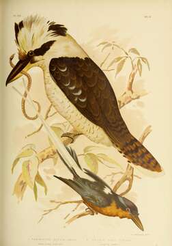 Image of Kookaburra