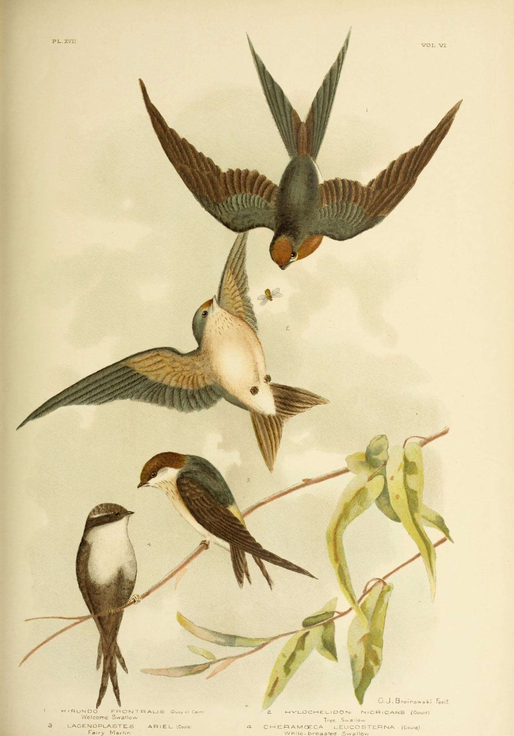 Image of Welcome Swallow