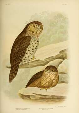 صورة Ninox strenua (Gould 1838)