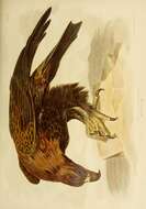 Imagem de Aquila audax (Latham 1801)