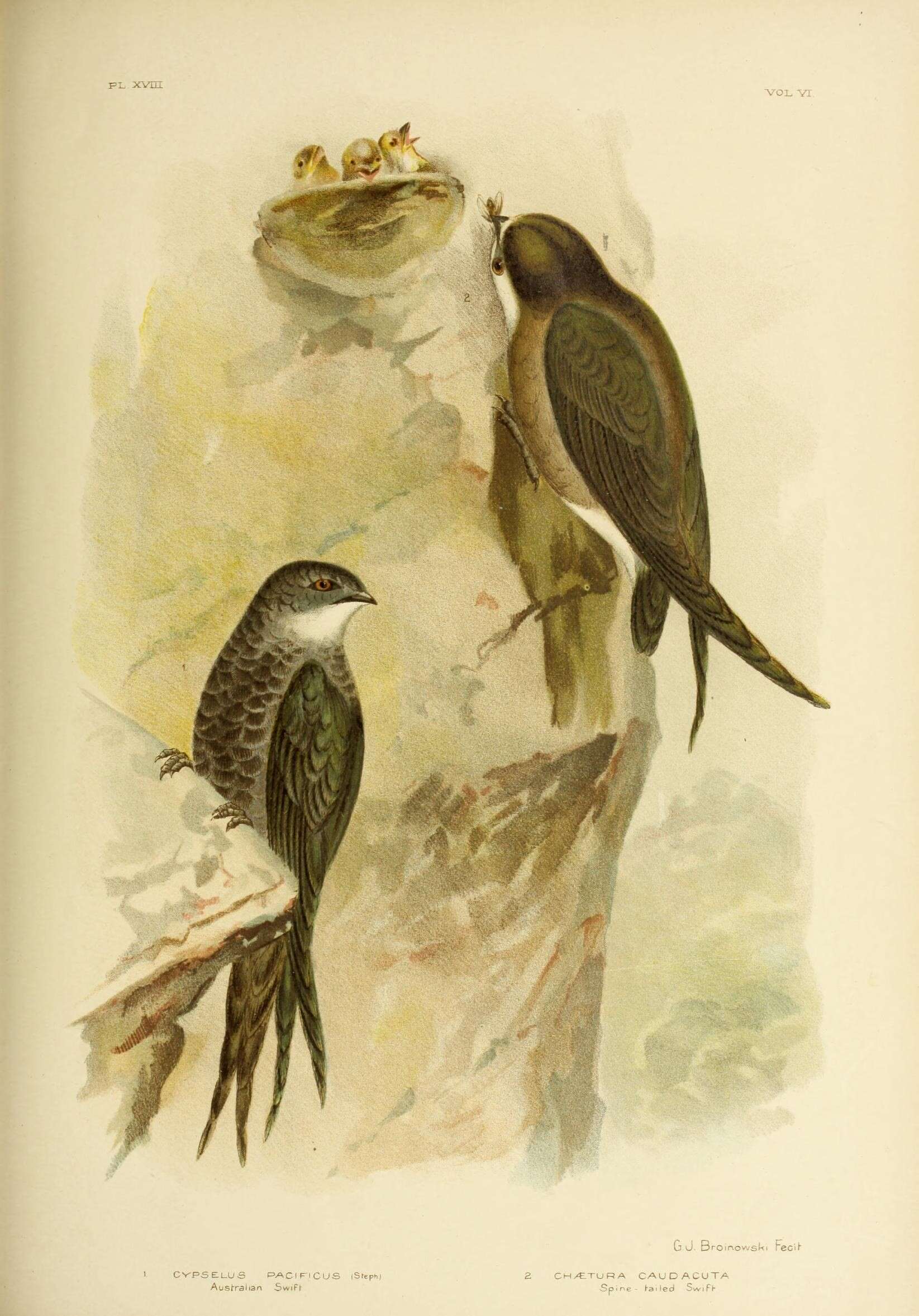 Image of Fork-tailed Swift