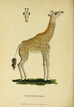 Image of Giraffe