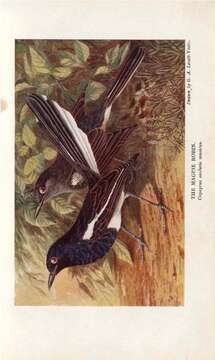 Image of Oriental Magpie Robin