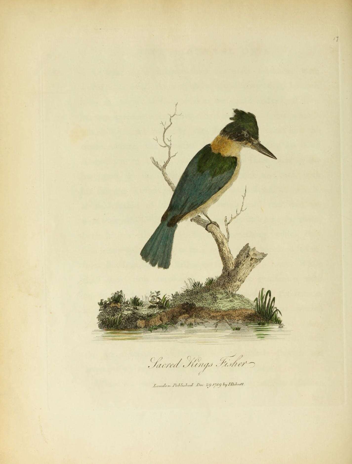 Image of Sacred Kingfisher