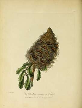 Image of Old Man Banksia