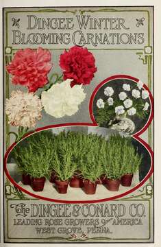 Image of carnation