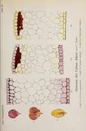 Cytisus purpureus Scop.的圖片