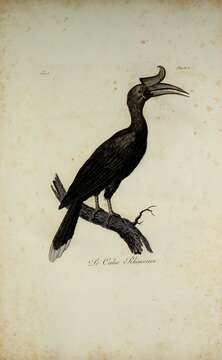 Image of Rhinoceros Hornbill