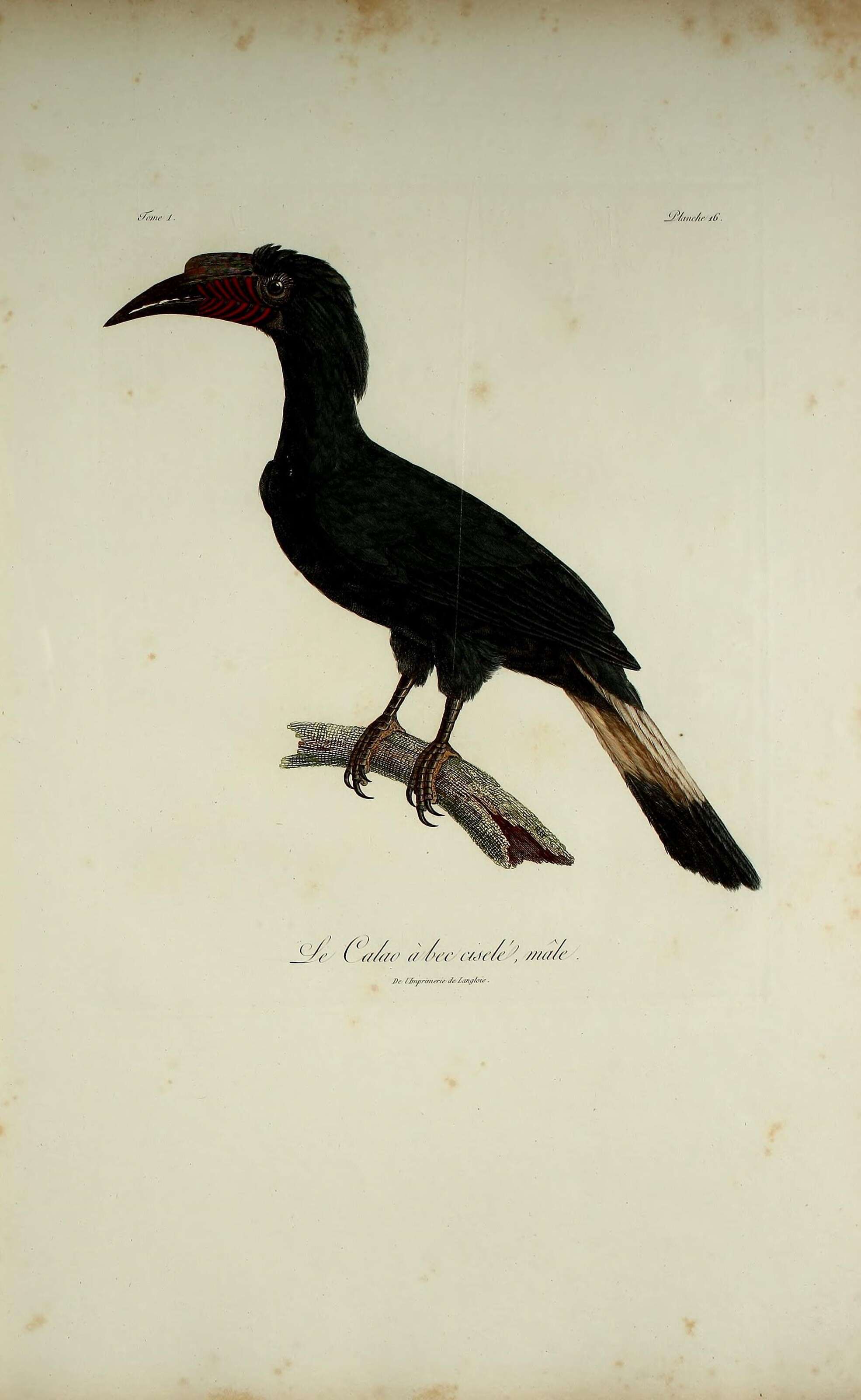 Image of Mindanao hornbill