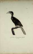 Image of Wreathed Hornbill