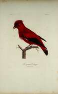 Image of Phoenicircus Swainson 1832