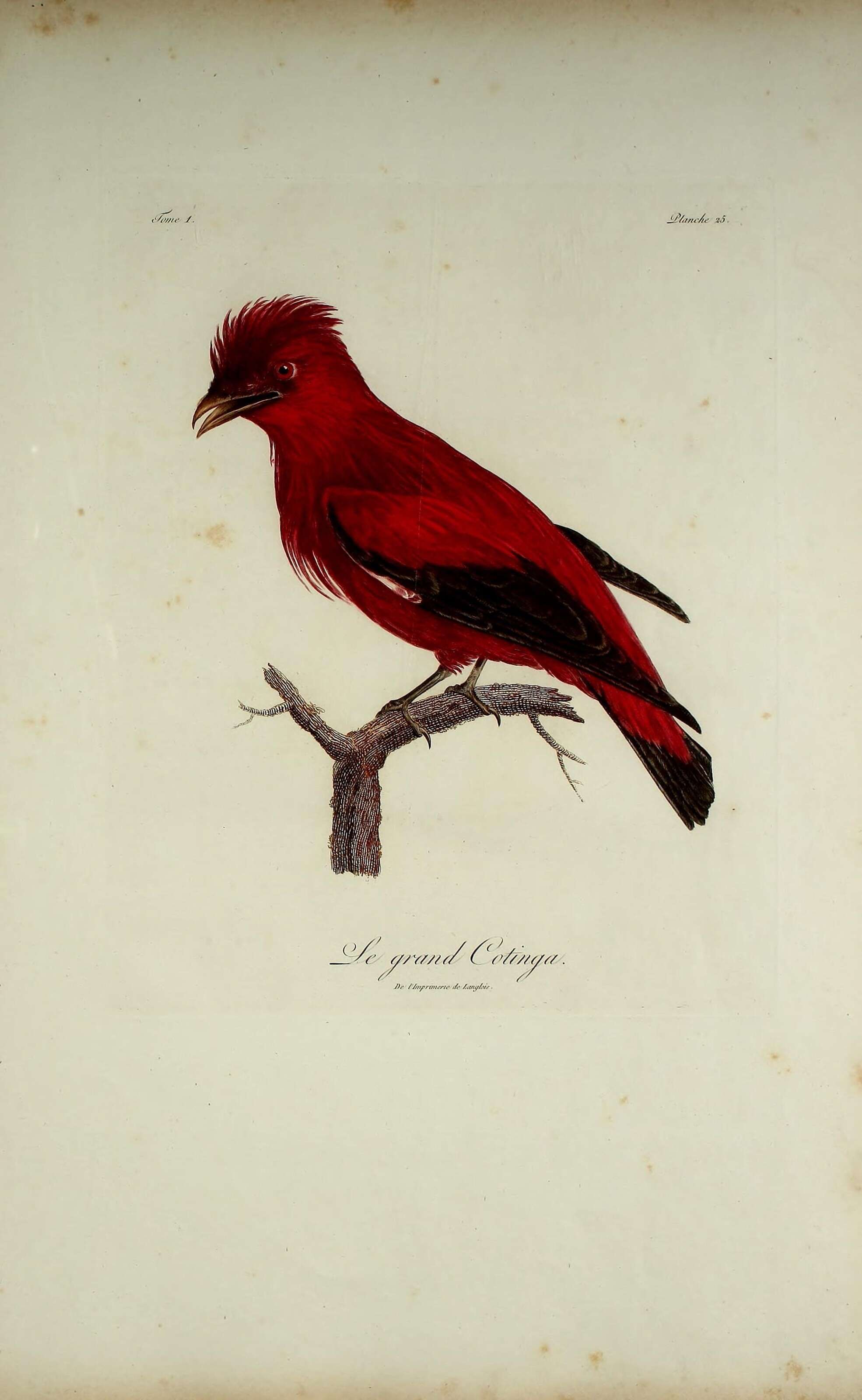 Image of Phoenicircus Swainson 1832