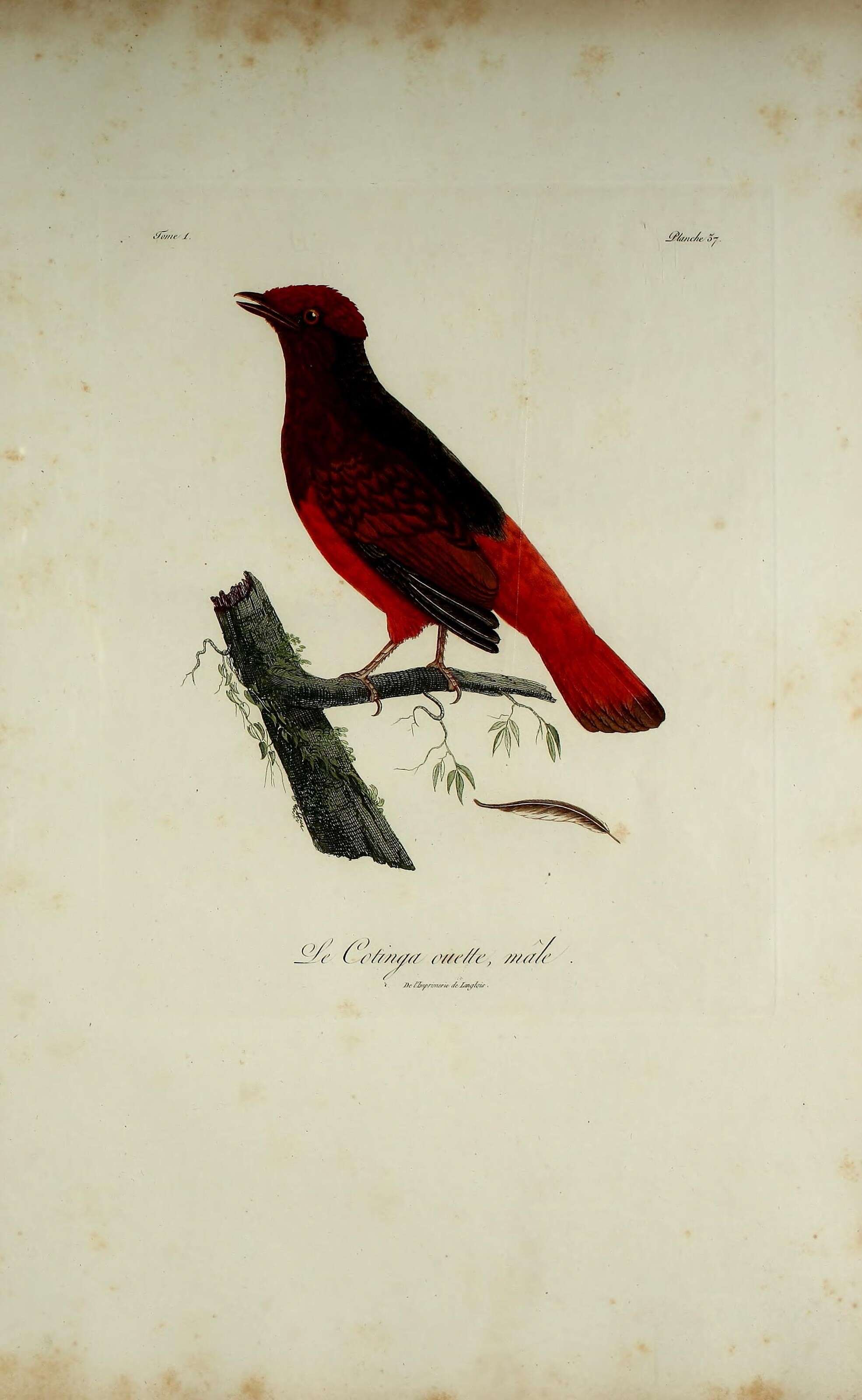 Image of Phoenicircus Swainson 1832