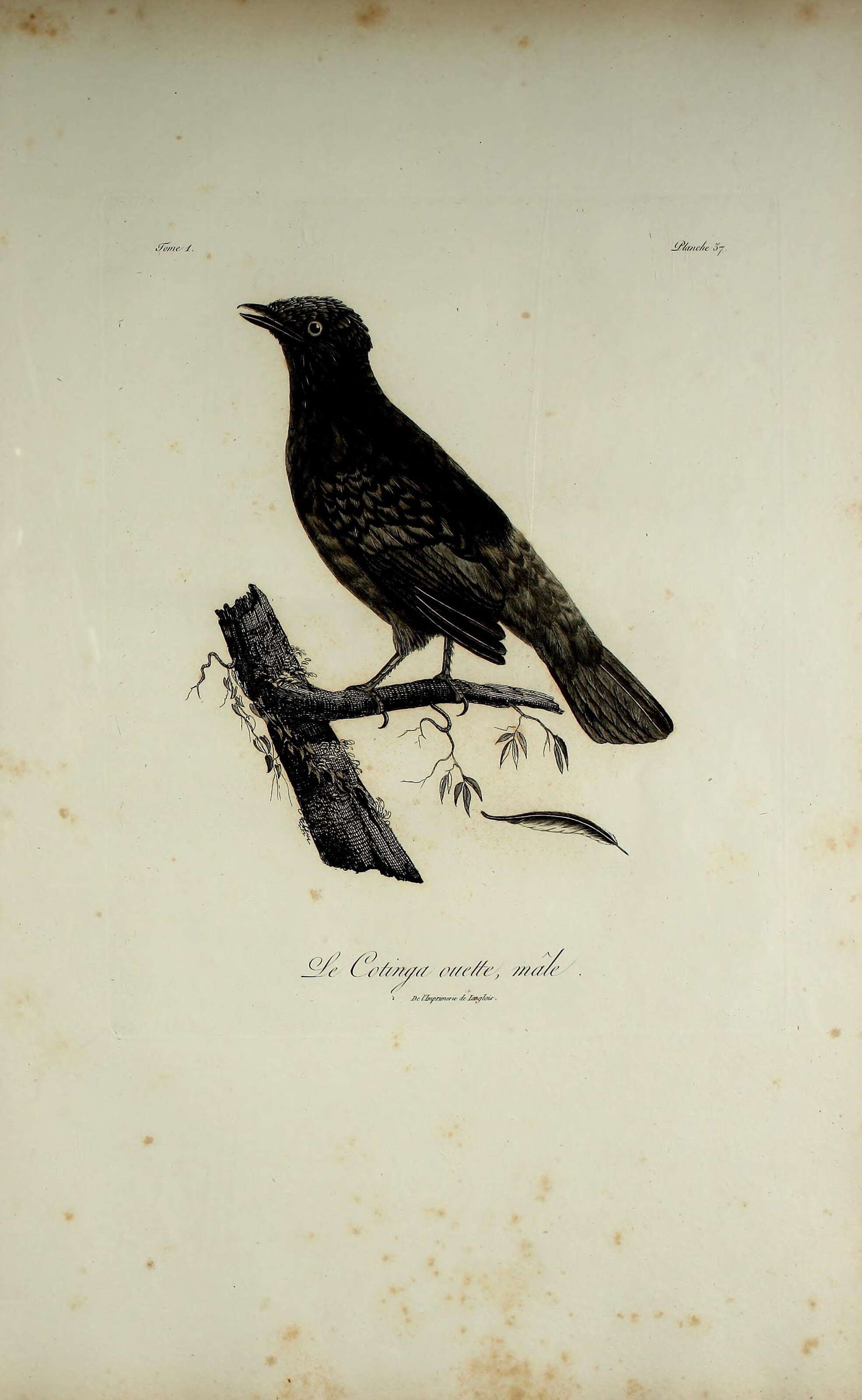 Image of Phoenicircus Swainson 1832