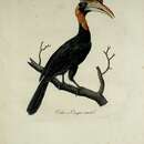 Image of Helmeted Hornbill