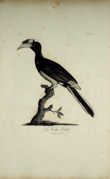 Image of Malabar Pied Hornbill