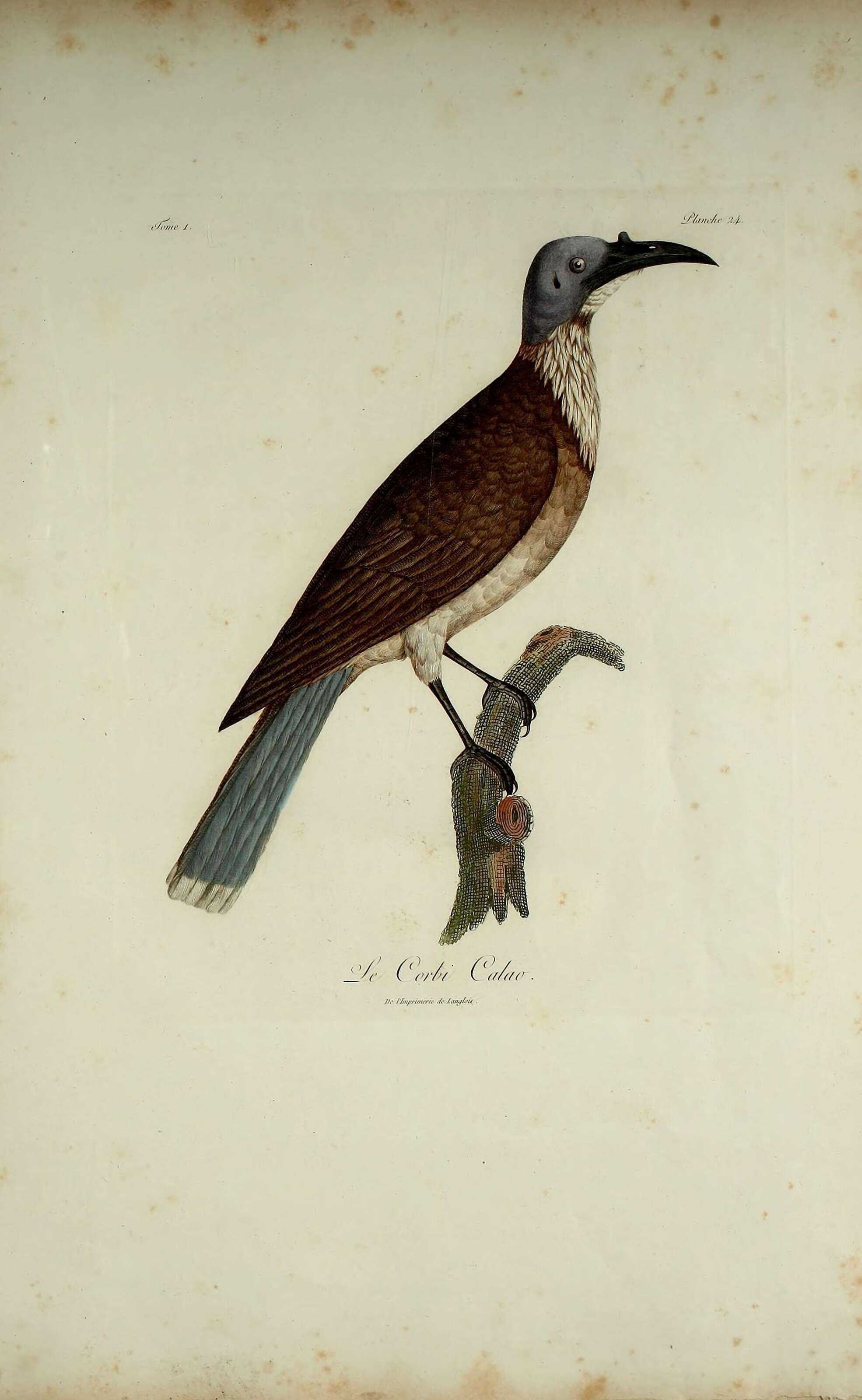 صورة Philemon corniculatus (Latham 1790)