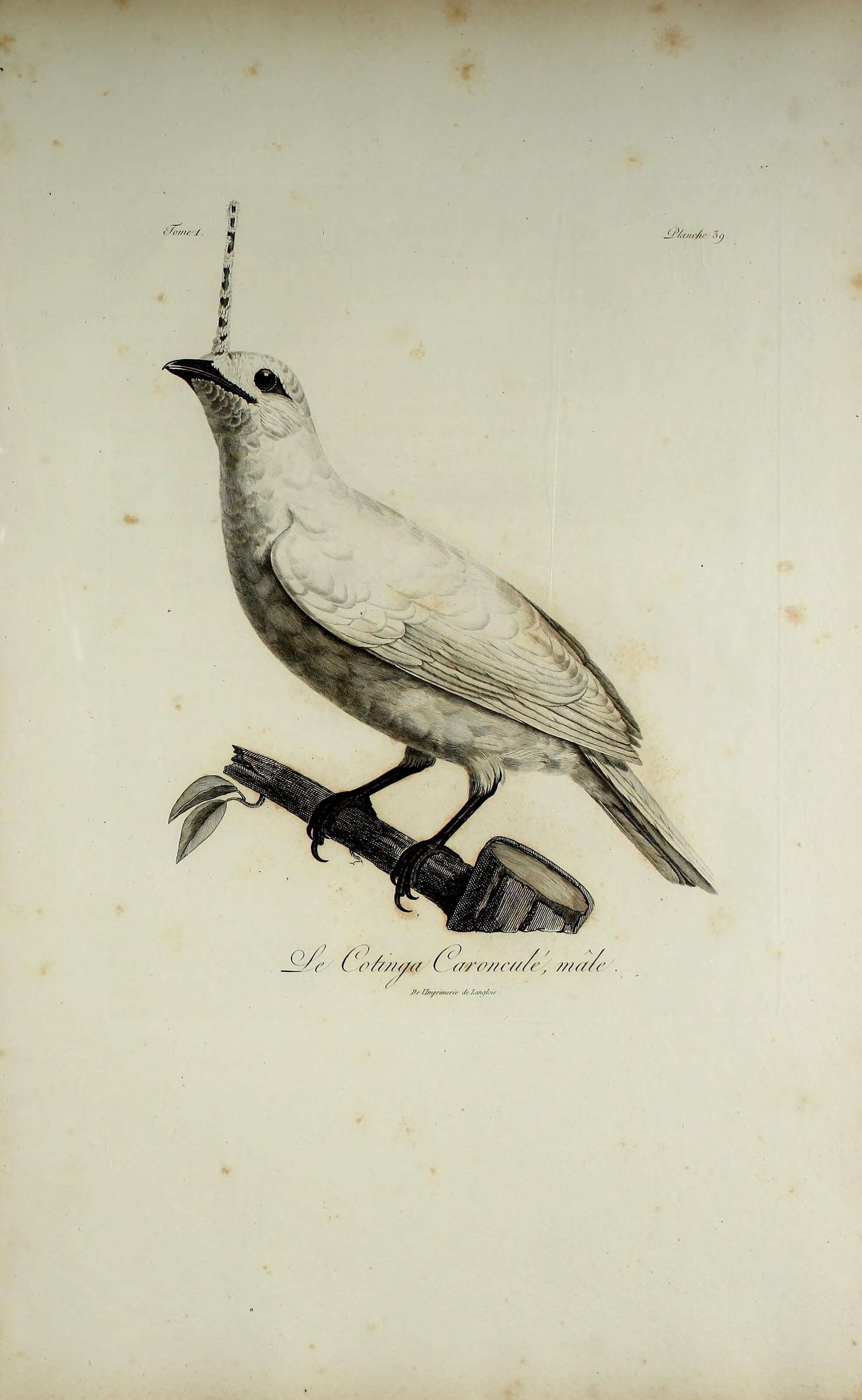Image of White Bellbird