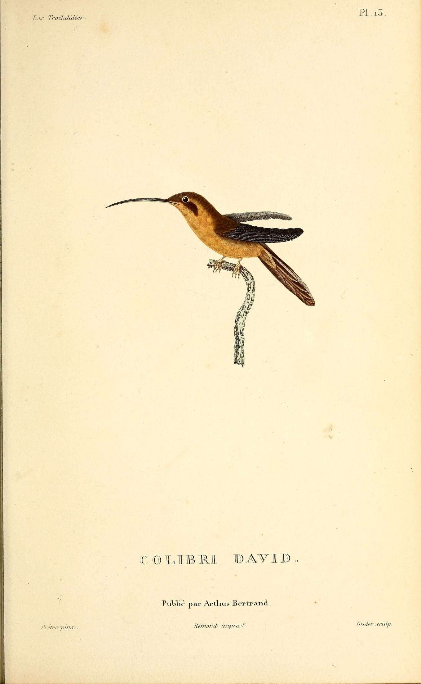 Phaethornis ruber (Linnaeus 1758) resmi