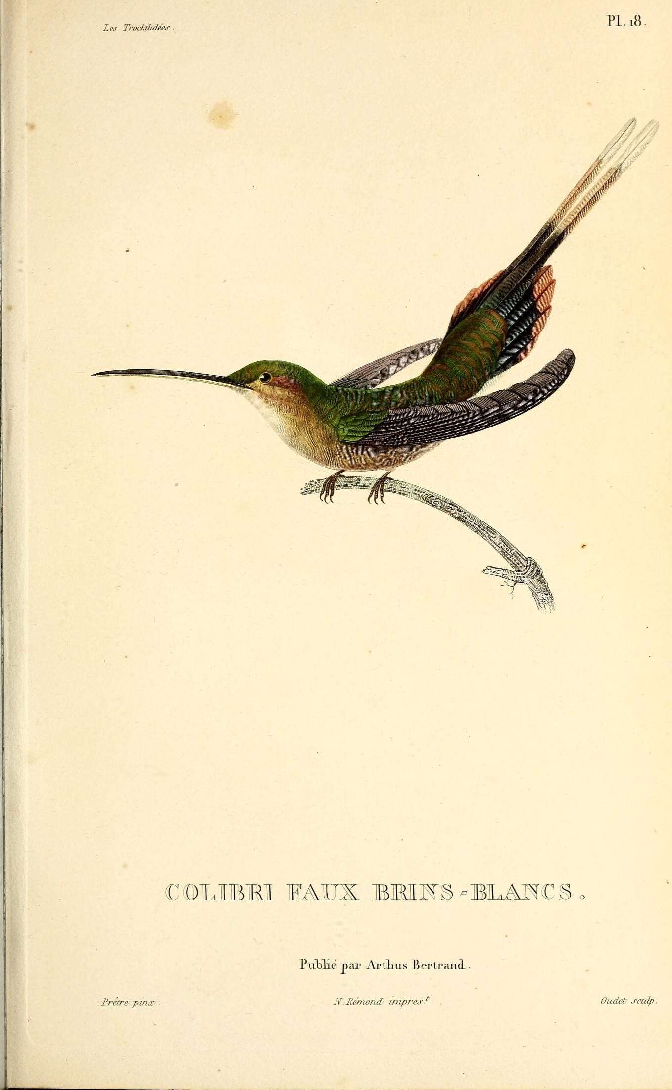 Image of Straight-billed Hermit