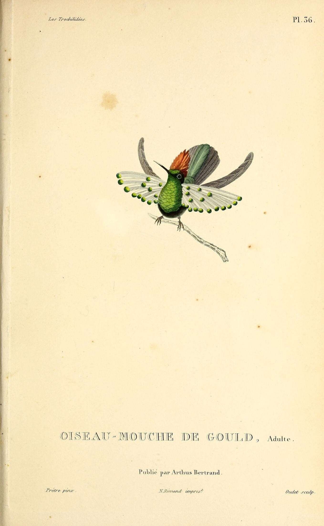 Image de Coquette de Gould