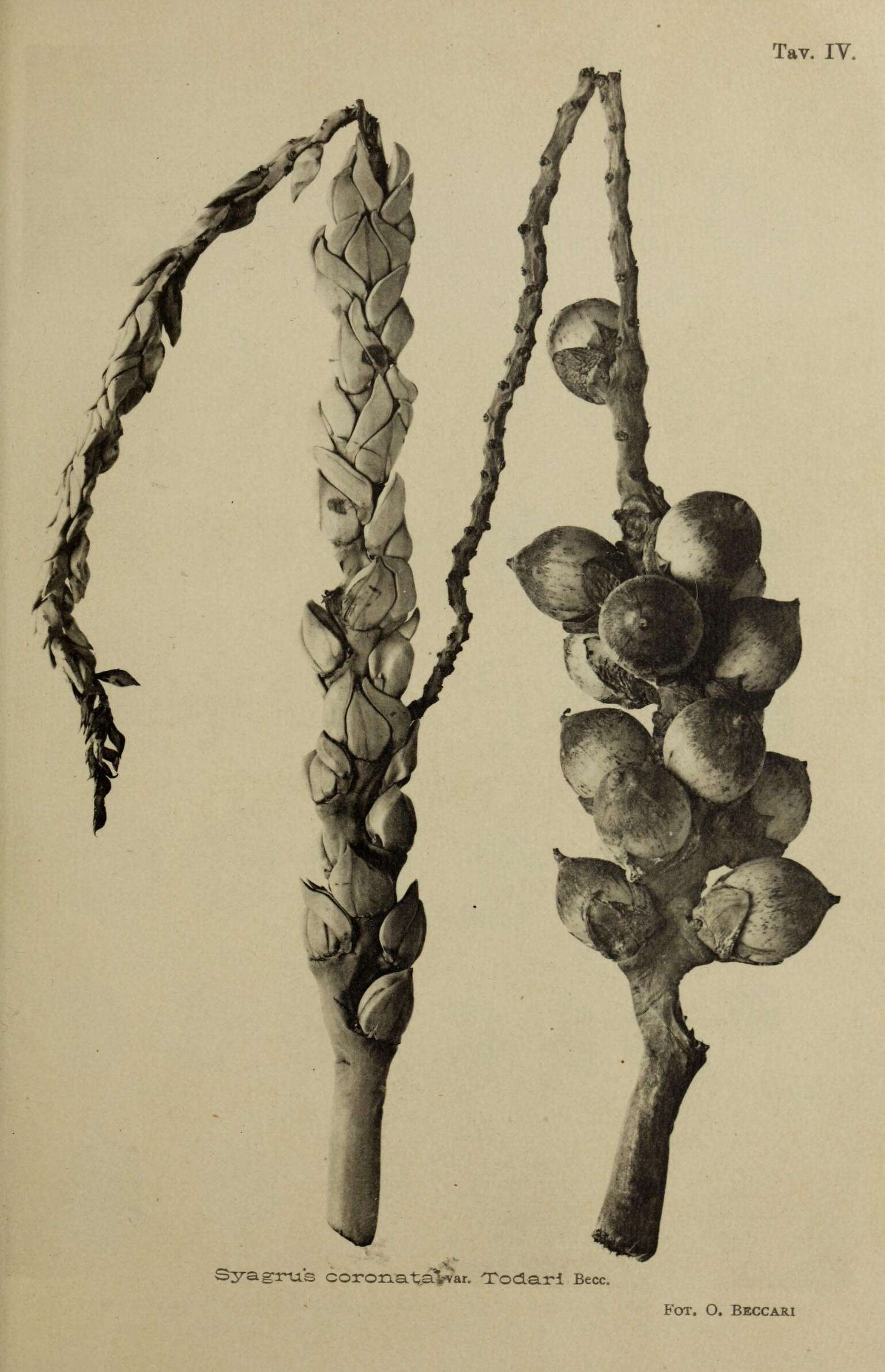 Image of Ouricury palm