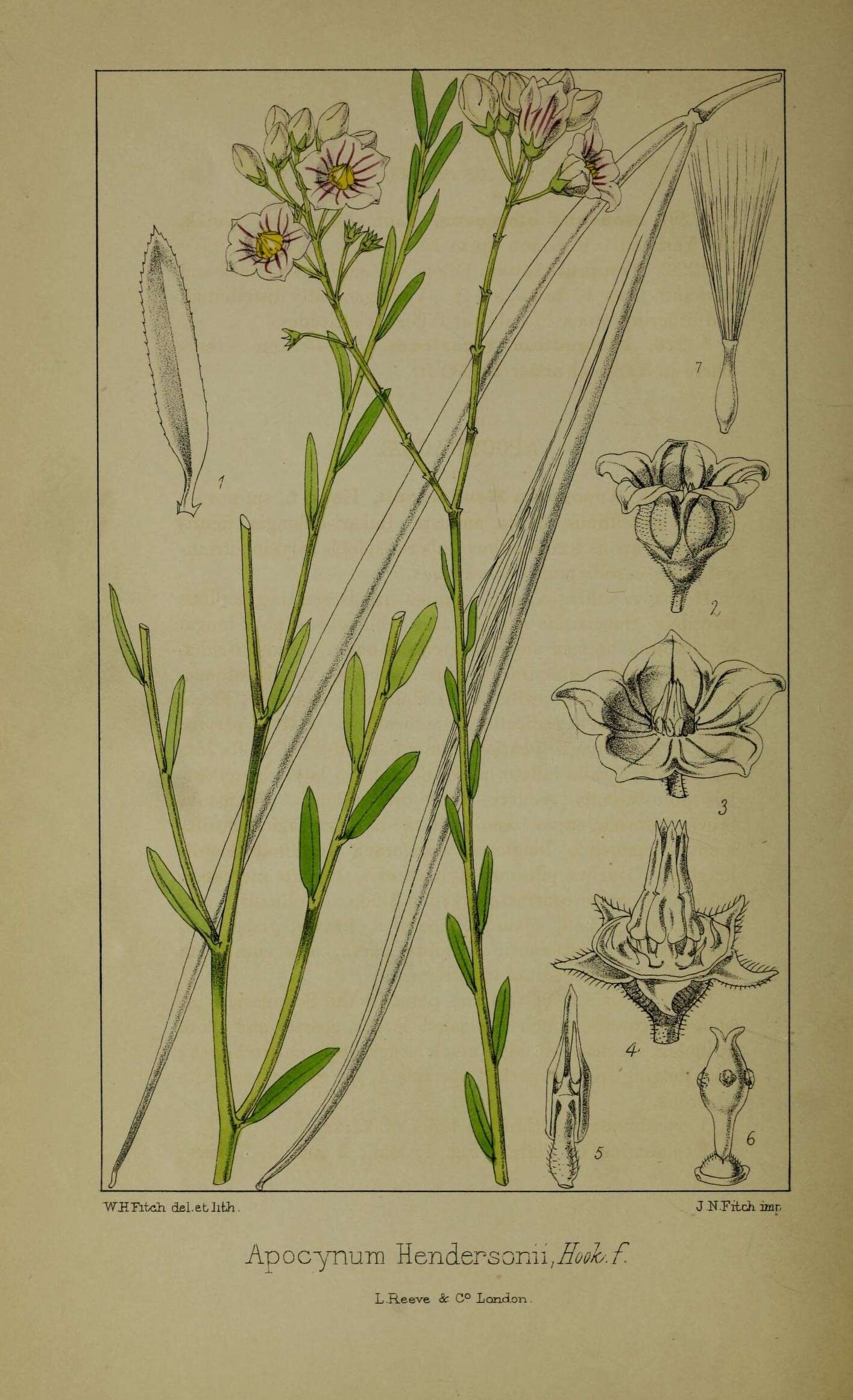 Image of Poacynum pictum (Schrenk) Baillon