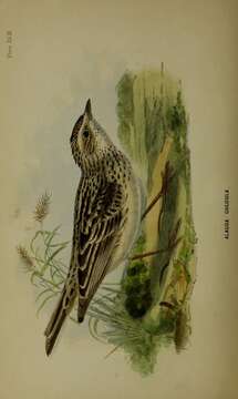 Image of Oriental Skylark