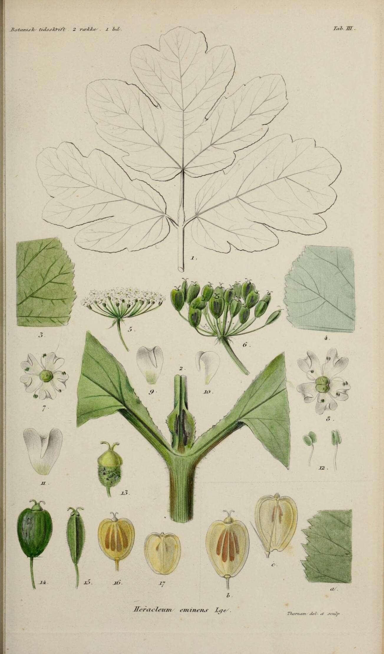 Image of Heracleum platytaenium Boiss.