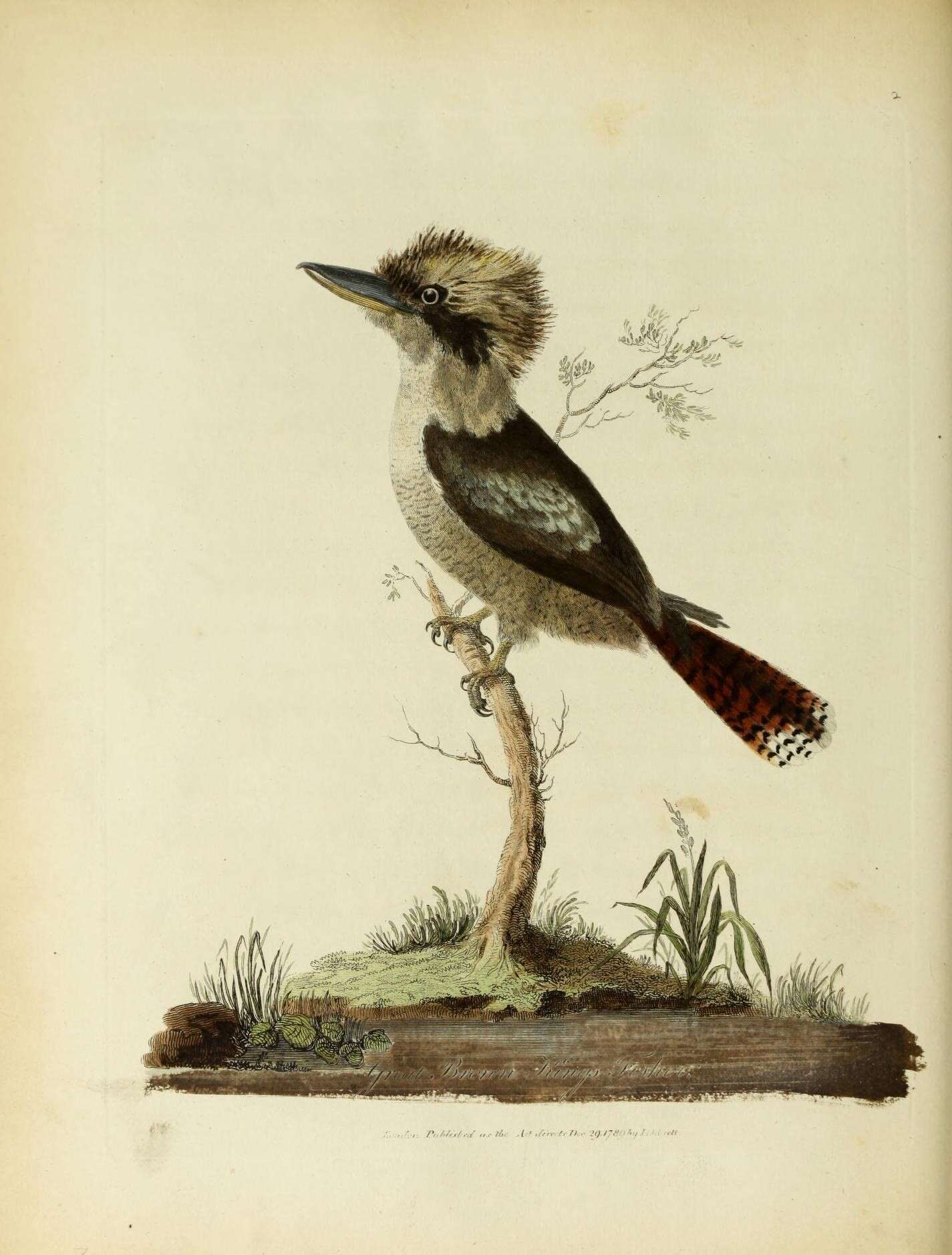 Image of Kookaburra