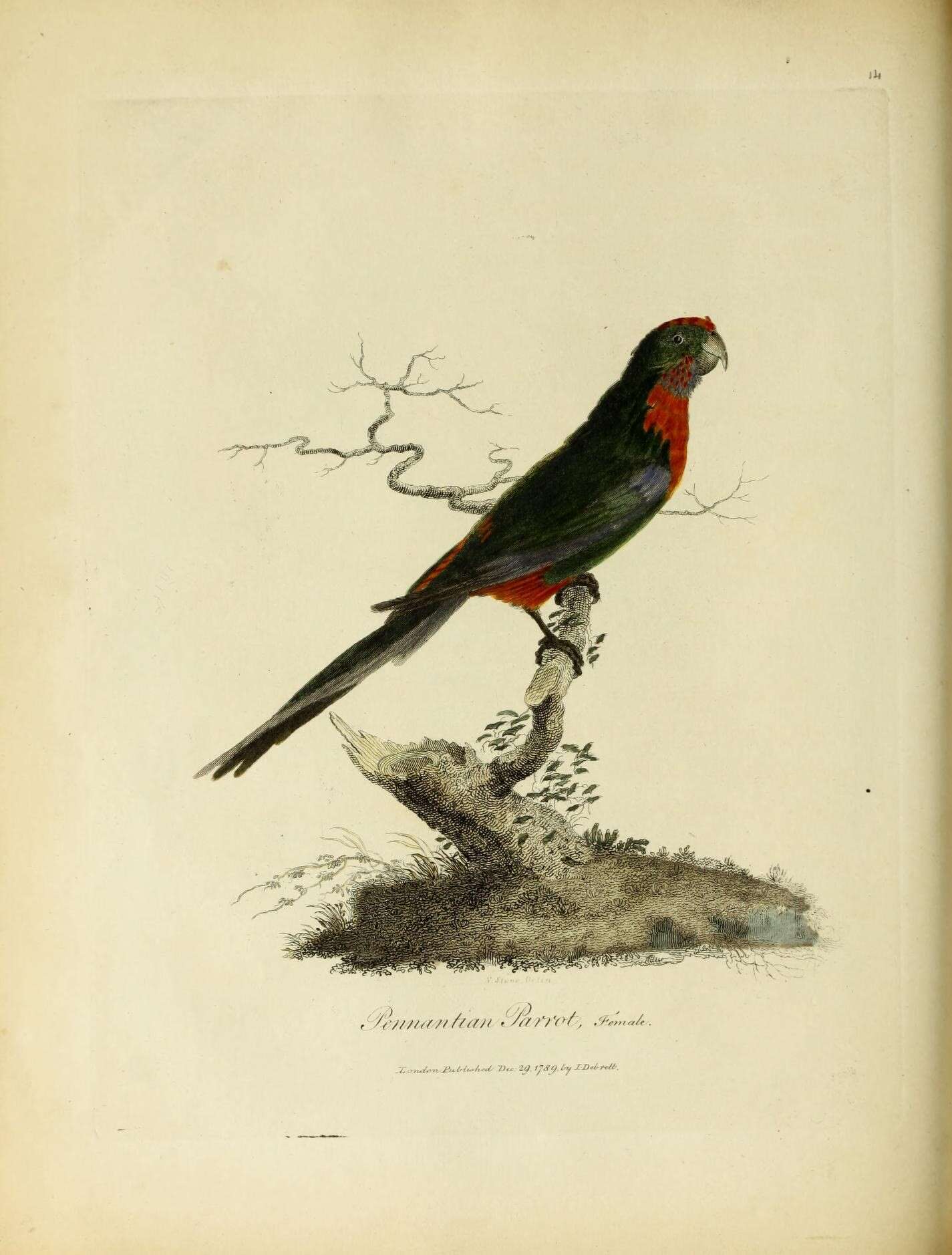 Image of Crimson Rosella