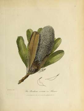 Image of Old Man Banksia