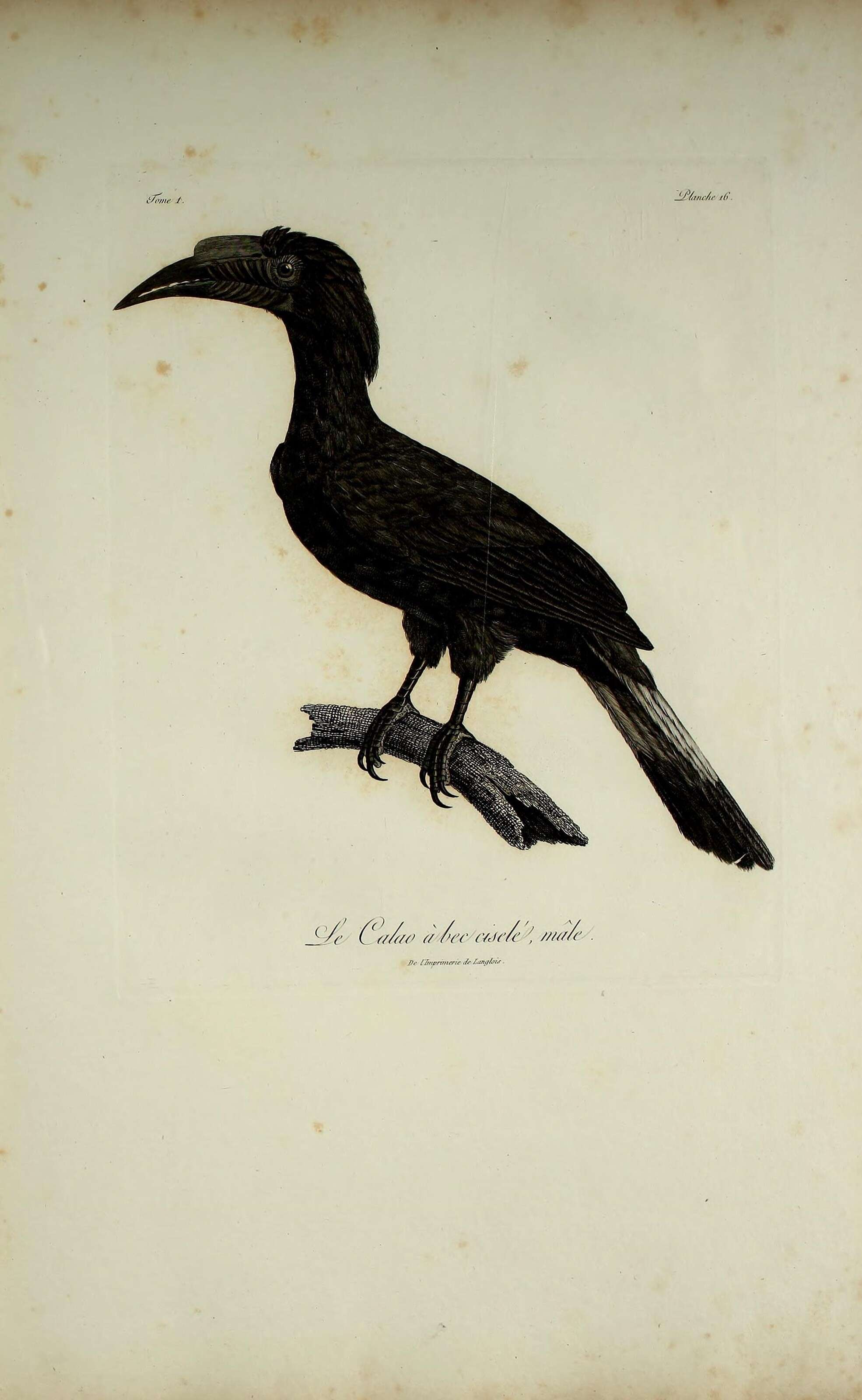 Image of Mindanao hornbill