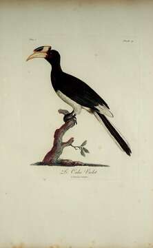 Image of Malabar Pied Hornbill