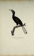 Image of Wreathed Hornbill